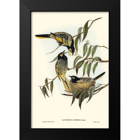 Warty-faced Honey-eater-Zanthomyza Phrygia Black Modern Wood Framed Art Print by Gould, John