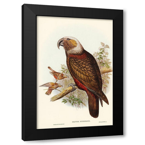Ka-ka Parrot-Nestor hypopolius Black Modern Wood Framed Art Print with Double Matting by Gould, John