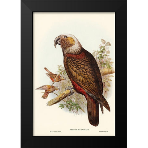 Ka-ka Parrot-Nestor hypopolius Black Modern Wood Framed Art Print by Gould, John