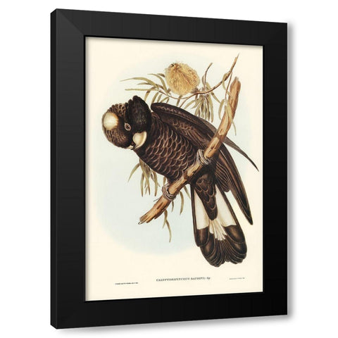 Baudins Cockatoo-Calyptorhynchus Baudinii Black Modern Wood Framed Art Print with Double Matting by Gould, John