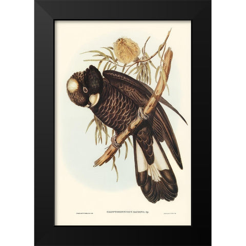 Baudins Cockatoo-Calyptorhynchus Baudinii Black Modern Wood Framed Art Print by Gould, John
