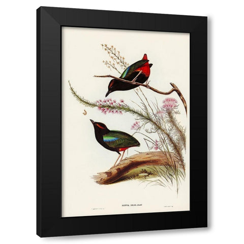 Rainbow Pitta-Pitta Iris Black Modern Wood Framed Art Print by Gould, John