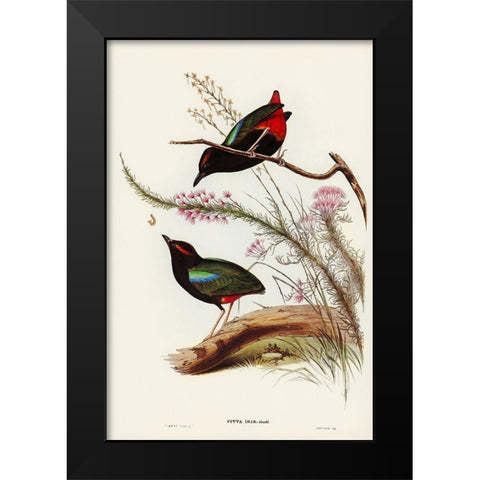 Rainbow Pitta-Pitta Iris Black Modern Wood Framed Art Print by Gould, John