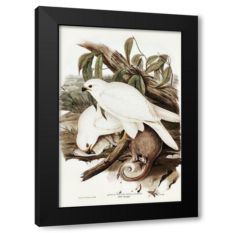 White Goshawk-Astur Nova-Hollandix-albino Black Modern Wood Framed Art Print with Double Matting by Gould, John