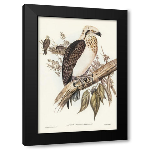White-headed Osprey-Pandion leucocephalus Black Modern Wood Framed Art Print with Double Matting by Gould, John