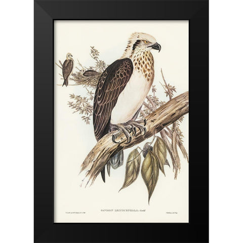 White-headed Osprey-Pandion leucocephalus Black Modern Wood Framed Art Print by Gould, John