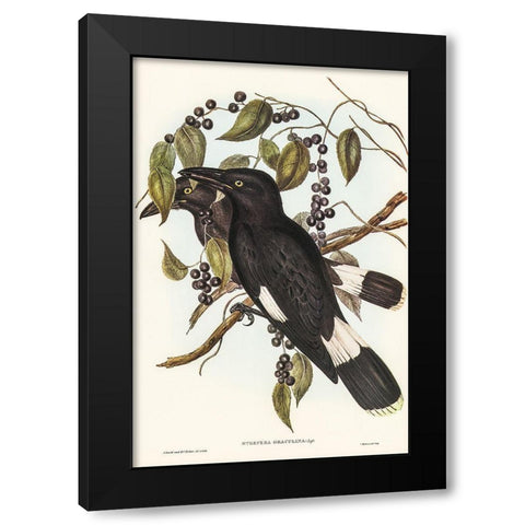 Great Crow-Shrike-Strepera graculina Black Modern Wood Framed Art Print with Double Matting by Gould, John