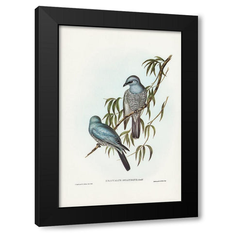 Swainsonâ€™s Graucalus-Graucalus Swainsonii Black Modern Wood Framed Art Print by Gould, John