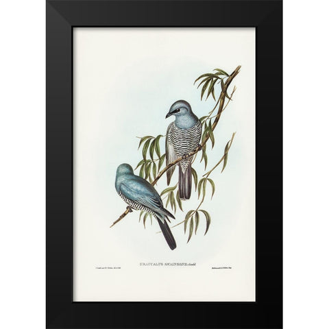 Swainsonâ€™s Graucalus-Graucalus Swainsonii Black Modern Wood Framed Art Print by Gould, John