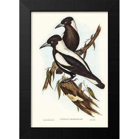 White-backed Crow-Shrike-Gymnorhina leuconota Black Modern Wood Framed Art Print by Gould, John