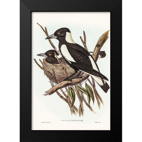 Piping Crow-Shrike-Gymnorhina Tibicen Black Modern Wood Framed Art Print by Gould, John
