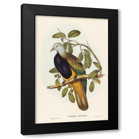 Magnificent Fruit Pigeon-Carpophaga magnifica Black Modern Wood Framed Art Print with Double Matting by Gould, John