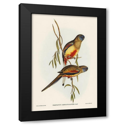 Crimson-bellied Parakeet-Psephotus haematogaster Black Modern Wood Framed Art Print by Gould, John