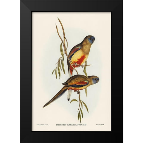 Crimson-bellied Parakeet-Psephotus haematogaster Black Modern Wood Framed Art Print by Gould, John