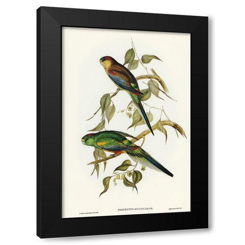 Many-coloured Parakeet-Psephotus multicolor Black Modern Wood Framed Art Print with Double Matting by Gould, John