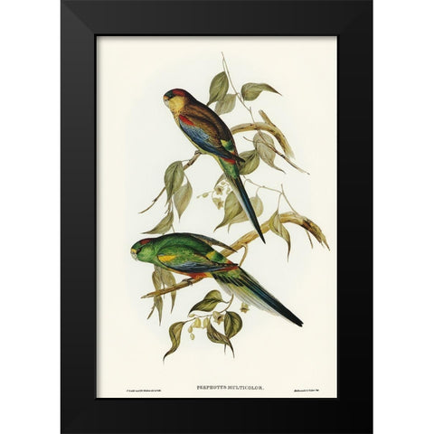Many-coloured Parakeet-Psephotus multicolor Black Modern Wood Framed Art Print by Gould, John