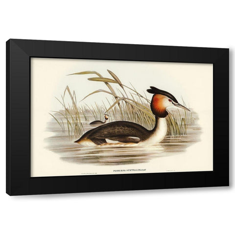 Australian Tippet Grabe-Podiceps Australis Black Modern Wood Framed Art Print by Gould, John