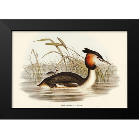 Australian Tippet Grabe-Podiceps Australis Black Modern Wood Framed Art Print by Gould, John