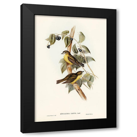 Large-headed Robin-Eopsaltria capito Black Modern Wood Framed Art Print with Double Matting by Gould, John