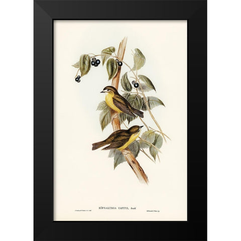Large-headed Robin-Eopsaltria capito Black Modern Wood Framed Art Print by Gould, John