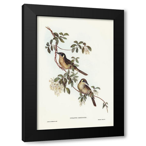 Singing Honey-eater-Ptilotis sonorus Black Modern Wood Framed Art Print by Gould, John