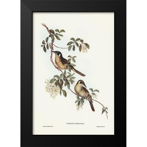 Singing Honey-eater-Ptilotis sonorus Black Modern Wood Framed Art Print by Gould, John