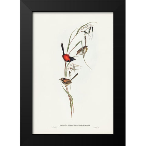 Black-headed Wren-Malurus melanocephalus Black Modern Wood Framed Art Print by Gould, John