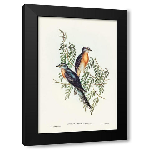 Ash-coloured Cuckoo-Cuculus cineraceus Black Modern Wood Framed Art Print with Double Matting by Gould, John