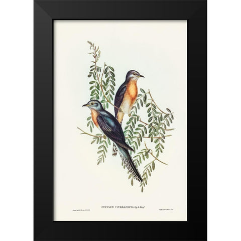 Ash-coloured Cuckoo-Cuculus cineraceus Black Modern Wood Framed Art Print by Gould, John