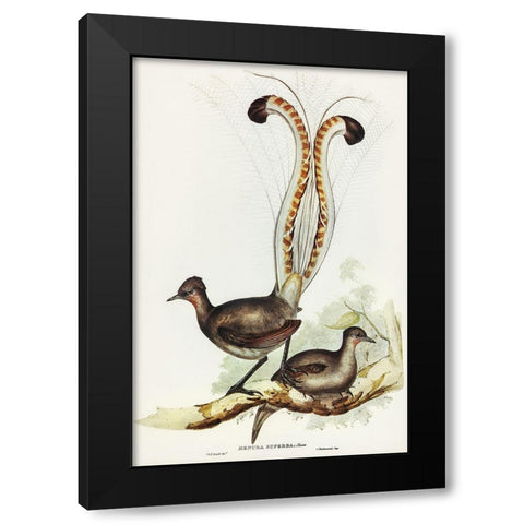 Lyre Bird-Menura superba Black Modern Wood Framed Art Print with Double Matting by Gould, John
