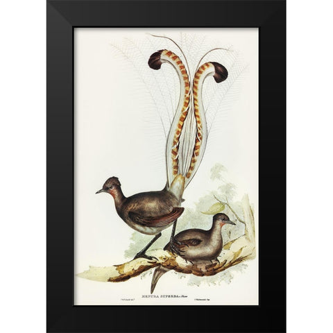 Lyre Bird-Menura superba Black Modern Wood Framed Art Print by Gould, John