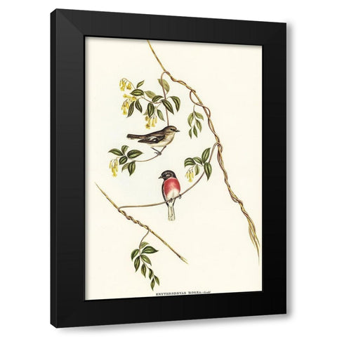 Rose-breasted Wood-robin-Erythrodryas rosea Black Modern Wood Framed Art Print with Double Matting by Gould, John