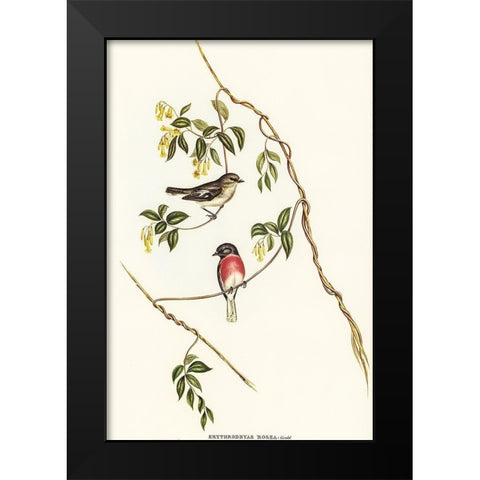 Rose-breasted Wood-robin-Erythrodryas rosea Black Modern Wood Framed Art Print by Gould, John