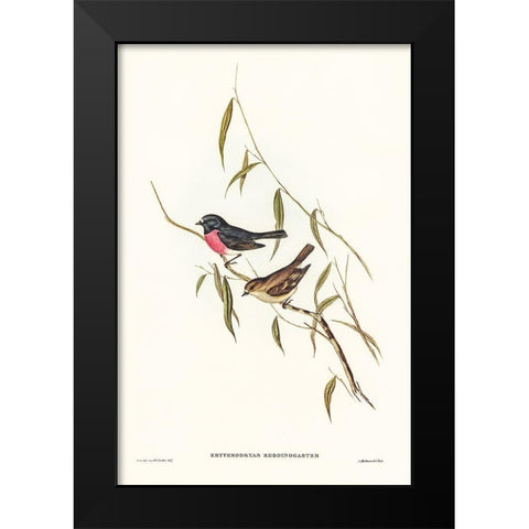 Pink-breasted Wood-robin-Erythrodryas rhodinogaster Black Modern Wood Framed Art Print by Gould, John