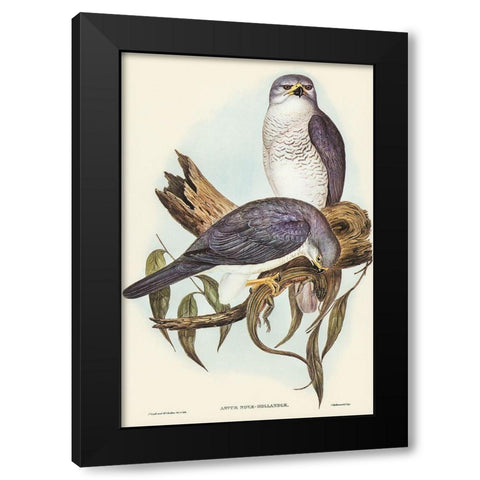 New Holland Goshawk-Astur Nova-Hollandix Black Modern Wood Framed Art Print with Double Matting by Gould, John