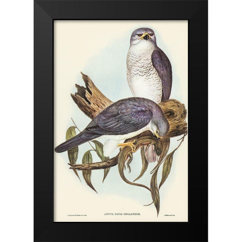 New Holland Goshawk-Astur Nova-Hollandix Black Modern Wood Framed Art Print by Gould, John