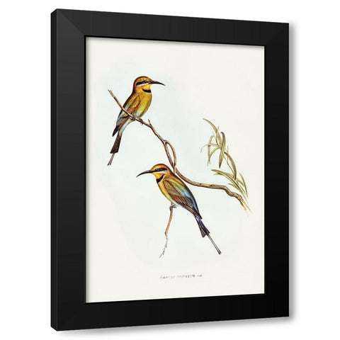 Australian Bee-eater-Merops ornatus Black Modern Wood Framed Art Print with Double Matting by Gould, John