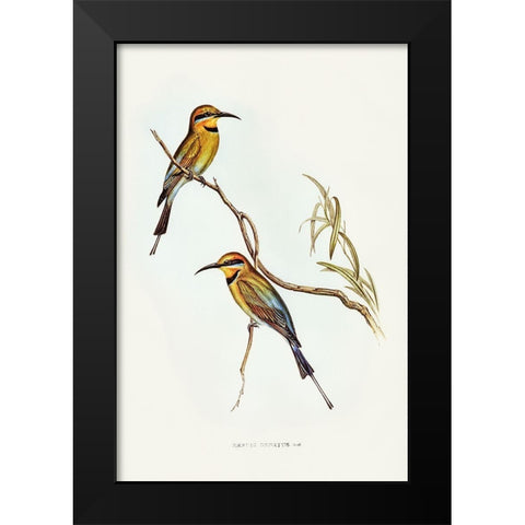 Australian Bee-eater-Merops ornatus Black Modern Wood Framed Art Print by Gould, John
