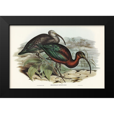 Glossy Ibis-Falcinellus igneus Black Modern Wood Framed Art Print by Gould, John