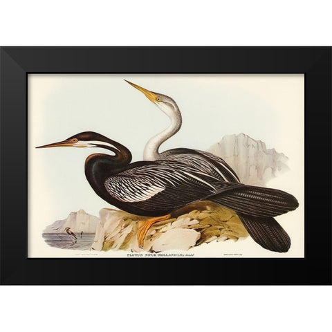 New Holland Darter-Plotus Novae-Hollandiae Black Modern Wood Framed Art Print by Gould, John