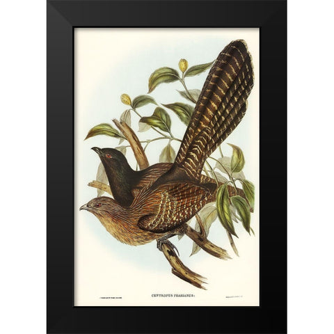 Pheasant Cuckoo-Centropus Phasianus Black Modern Wood Framed Art Print by Gould, John