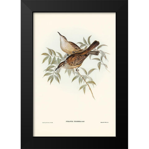Streaked Honey-eater-Ptilotis filigera Black Modern Wood Framed Art Print by Gould, John