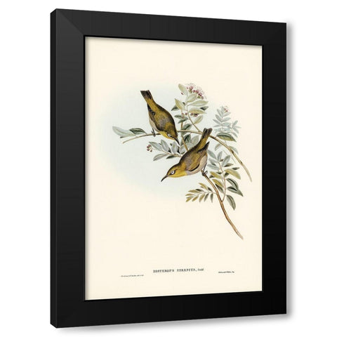 Robust Zosterops-Zosterops strenuus Black Modern Wood Framed Art Print with Double Matting by Gould, John