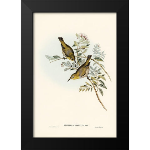 Robust Zosterops-Zosterops strenuus Black Modern Wood Framed Art Print by Gould, John