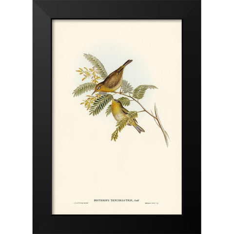 Slender-billed Zosterops-Zosterops tenuirostris Black Modern Wood Framed Art Print by Gould, John