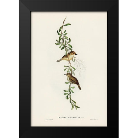 Large-billed Sericornis-Sericornis magnirostris Black Modern Wood Framed Art Print by Gould, John
