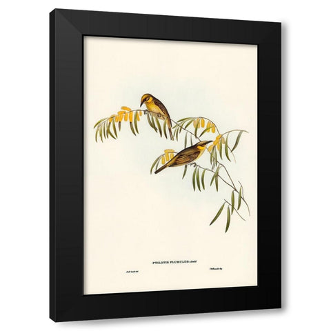 Plumed Honey-eater-Ptilotis plumulus Black Modern Wood Framed Art Print by Gould, John