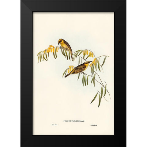 Plumed Honey-eater-Ptilotis plumulus Black Modern Wood Framed Art Print by Gould, John