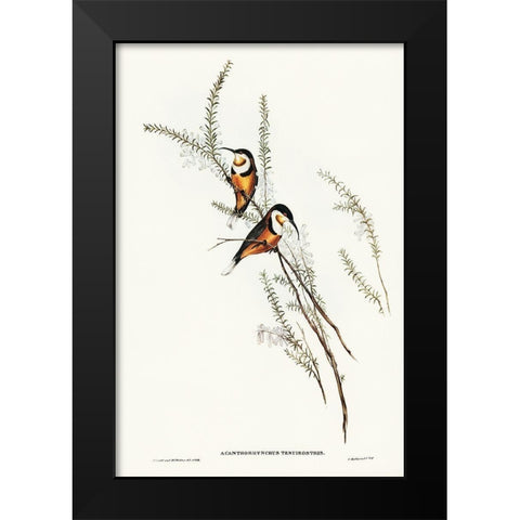 Slender-billed Spine-bill-Acanthorhynchus tenuirostris Black Modern Wood Framed Art Print by Gould, John