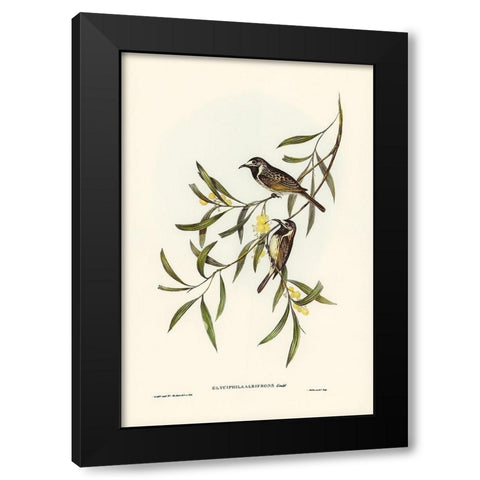 White-fronted Honey-eater-Glyciphila albifrons Black Modern Wood Framed Art Print by Gould, John